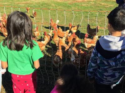 Students observe chickens